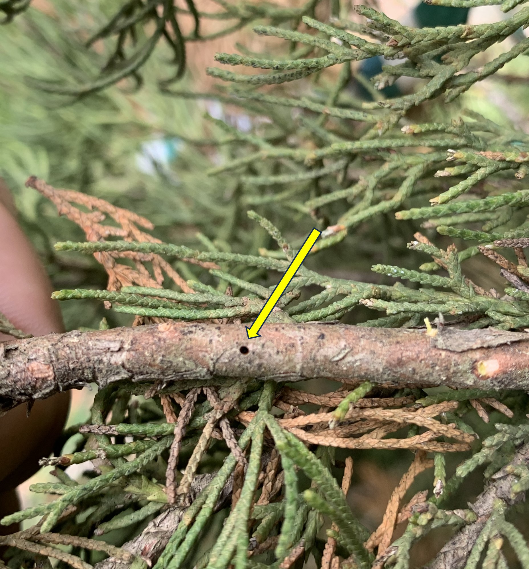 An affected Italian cypress tree branch infiltrated by the black twig borer.